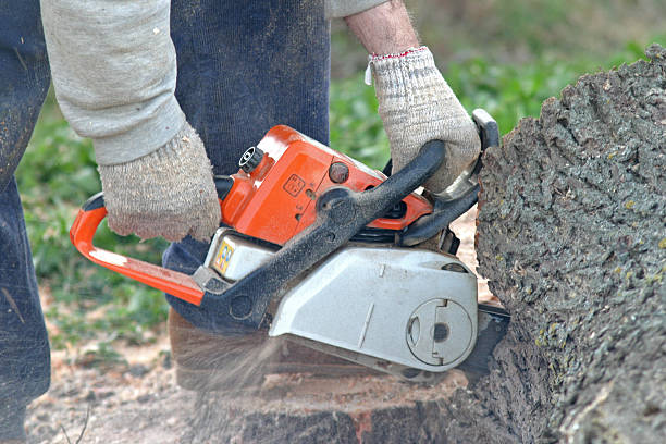 How Our Tree Care Process Works  in  Indian Hills, NM